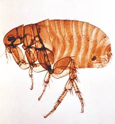 Up close and personal picture of an adult flea