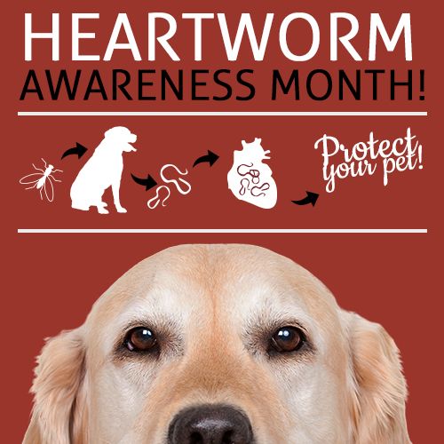 Heartworm Awareness Month Companions Animal Hospital
