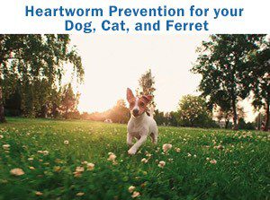 Heartworm Prevention for your Dog, Cat, and Ferret