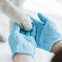 Dog placing paw in vet's hands