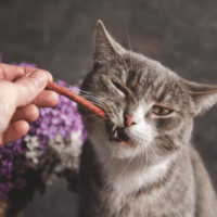 Cat chewing on treat