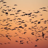 Birds Migrating at Sunset