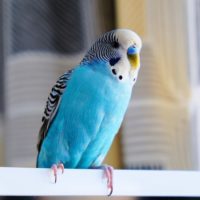 Blue Parakeet on perch