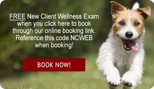 FREE New Client Wellness Exam when you click here to book through our online booking link. Reference this code NCWEB when booking!